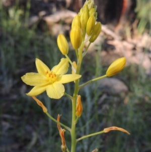 Bulbine glauca at Conder, ACT - 20 Oct 2020