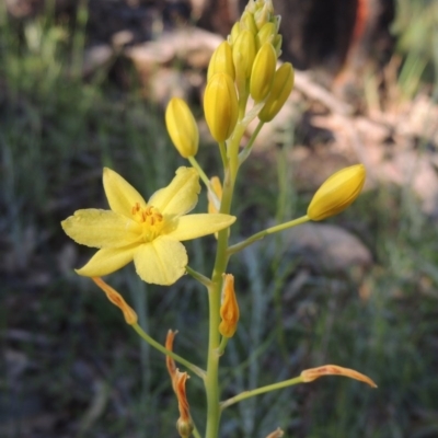 Bulbine glauca (Rock Lily) at Tuggeranong Hill - 20 Oct 2020 by michaelb