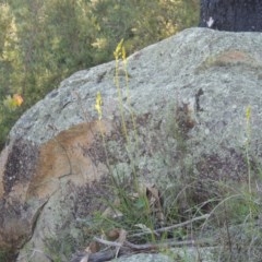 Bulbine glauca at Conder, ACT - 20 Oct 2020