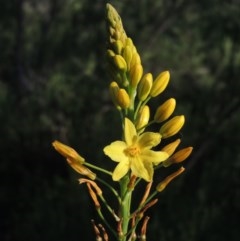 Bulbine glauca (Rock Lily) at Conder, ACT - 20 Oct 2020 by MichaelBedingfield