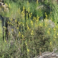 Bulbine glauca at Conder, ACT - 20 Oct 2020