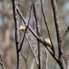 Acanthiza reguloides (Buff-rumped Thornbill) at Aranda Bushland - 31 Mar 2020 by Tammy