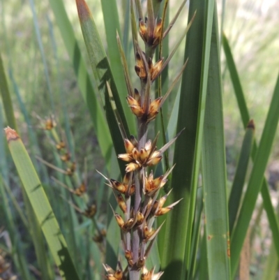 Lomandra longifolia (Spiny-headed Mat-rush, Honey Reed) at Conder, ACT - 3 Nov 2020 by michaelb