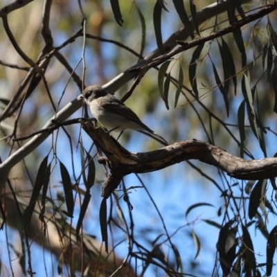 Pachycephala pectoralis (Golden Whistler) at Cook, ACT - 29 Aug 2020 by Tammy