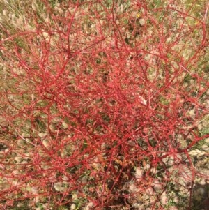 Rumex dumosus at Corrowong, NSW - 3 Dec 2020 11:48 AM