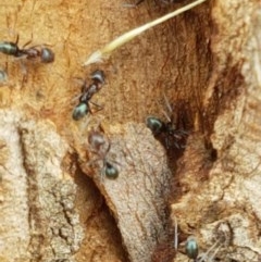 Iridomyrmex sp. (genus) (Ant) at Goulburn, NSW - 5 Dec 2020 by trevorpreston