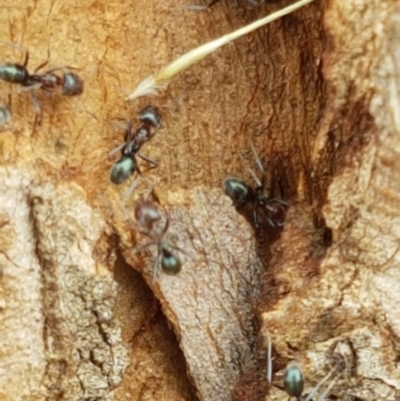 Iridomyrmex sp. (genus) (Ant) at Goulburn, NSW - 5 Dec 2020 by tpreston