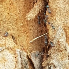 Iridomyrmex sp. (genus) at Goulburn, NSW - 5 Dec 2020