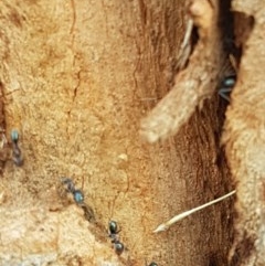Iridomyrmex sp. (genus) at Goulburn, NSW - 5 Dec 2020