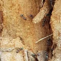 Iridomyrmex sp. (genus) at Goulburn, NSW - 5 Dec 2020