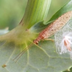 Micromus tasmaniae (Tasmanian Brown Lacewing) at Goulburn, NSW - 5 Dec 2020 by trevorpreston