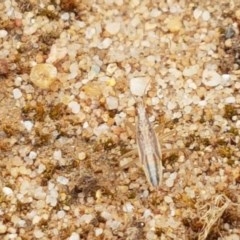 Unidentified Water or Shore Bug (several families) at Goulburn, NSW - 5 Dec 2020 by tpreston