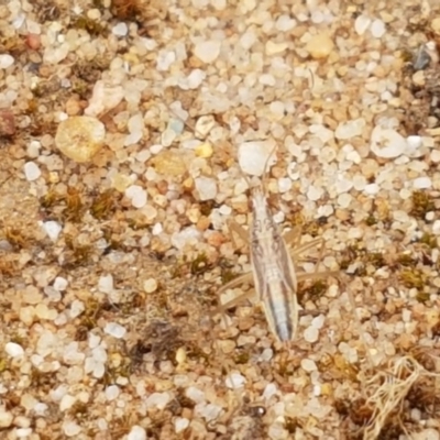 Unidentified Water or Shore Bug (several families) at Goulburn, NSW - 5 Dec 2020 by tpreston