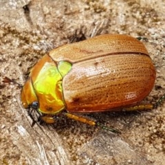 Anoplognathus brunnipennis at Goulburn, NSW - 5 Dec 2020