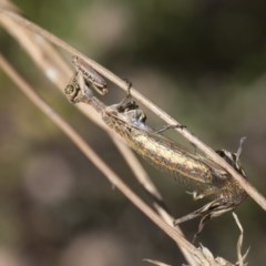 Mantispidae (family) (Unidentified mantisfly) at Hawker, ACT - 4 Dec 2020 by AlisonMilton