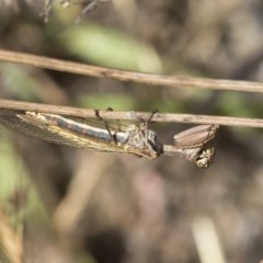 Mantispidae (family) at Hawker, ACT - 4 Dec 2020