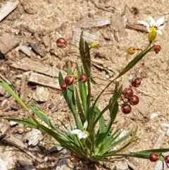 Sisyrinchium micranthum (Blue Pigroot) at Goulburn, NSW - 5 Dec 2020 by trevorpreston