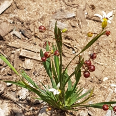 Sisyrinchium micranthum (Blue Pigroot) at Goulburn, NSW - 5 Dec 2020 by trevorpreston