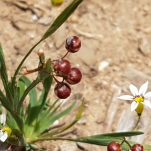 Sisyrinchium micranthum at Goulburn, NSW - 5 Dec 2020