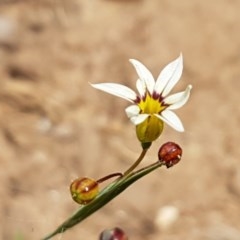 Sisyrinchium micranthum at Goulburn, NSW - 5 Dec 2020