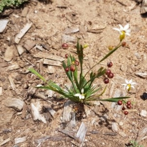 Sisyrinchium micranthum at Goulburn, NSW - 5 Dec 2020