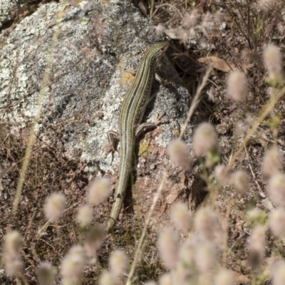 Ctenotus robustus (Robust Striped-skink) at Hawker, ACT - 3 Dec 2020 by AlisonMilton