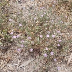 Spergularia rubra (Sandspurrey) at Goulburn, NSW - 5 Dec 2020 by tpreston