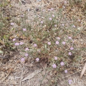 Spergularia rubra at Goulburn, NSW - 5 Dec 2020