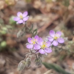 Spergularia rubra at Goulburn, NSW - 5 Dec 2020 12:38 PM