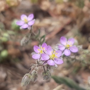 Spergularia rubra at Goulburn, NSW - 5 Dec 2020