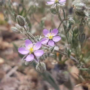 Spergularia rubra at Goulburn, NSW - 5 Dec 2020