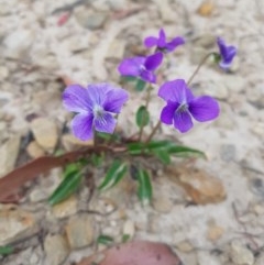 Viola betonicifolia (Mountain Violet) at Tinderry, NSW - 21 Nov 2020 by danswell