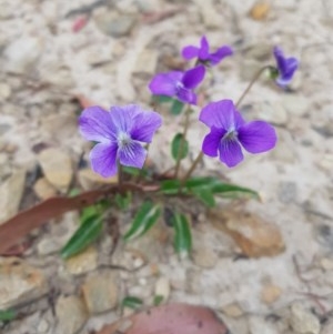 Viola betonicifolia at Tinderry, NSW - 21 Nov 2020