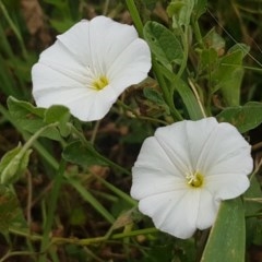 Convolvulus arvensis (Bindweed) at Goulburn, NSW - 5 Dec 2020 by tpreston