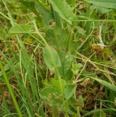 Convolvulus arvensis at Goulburn, NSW - 5 Dec 2020