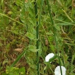 Convolvulus arvensis at Goulburn, NSW - 5 Dec 2020