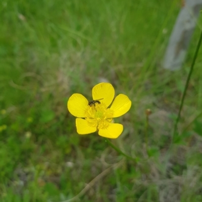 Ranunculus sp. (Buttercup) at Mt Holland - 21 Nov 2020 by danswell