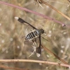 Comptosia sp. (genus) (Unidentified Comptosia bee fly) at The Pinnacle - 3 Dec 2020 by AlisonMilton