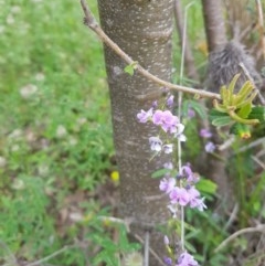 Glycine clandestina (Twining Glycine) at Tinderry, NSW - 21 Nov 2020 by danswell