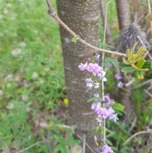 Glycine clandestina at Tinderry, NSW - 21 Nov 2020 03:14 PM