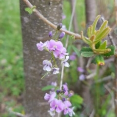 Glycine clandestina at Tinderry, NSW - 21 Nov 2020