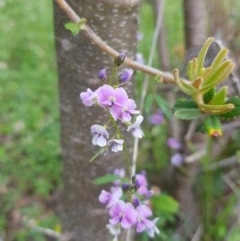 Glycine clandestina at Tinderry, NSW - 21 Nov 2020 03:14 PM