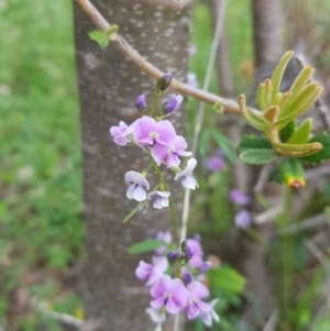 Glycine clandestina at Tinderry, NSW - 21 Nov 2020