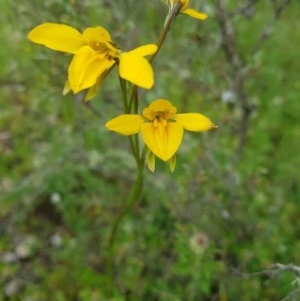 Diuris monticola at Tinderry, NSW - 21 Nov 2020