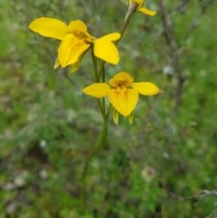 Diuris monticola at Tinderry, NSW - 21 Nov 2020