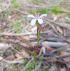 Caladenia moschata (Musky caps) at Tinderry, NSW - 21 Nov 2020 by danswell