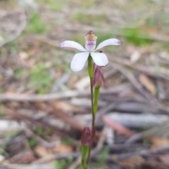 Caladenia moschata at Tinderry, NSW - suppressed