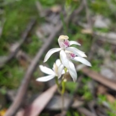 Caladenia moschata at Tinderry, NSW - 21 Nov 2020