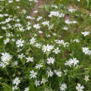 Stellaria pungens at Tinderry, NSW - 21 Nov 2020