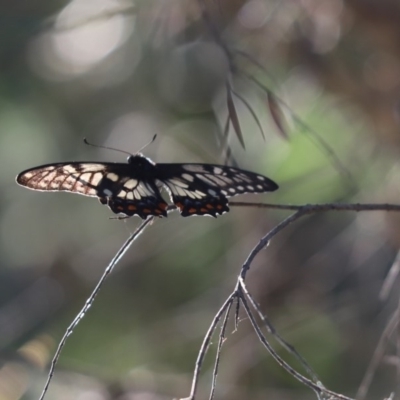 Papilio anactus (Dainty Swallowtail) at Cook, ACT - 20 Nov 2020 by Tammy